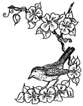 bird on flowering branch